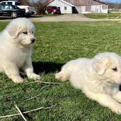 Great Pyrenees and Poodles from Storm Valley Puppies