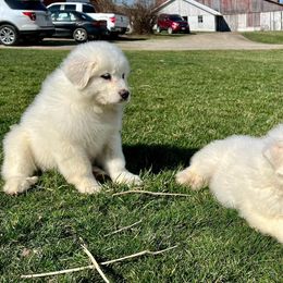 Great Pyrenees and Poodles from Storm Valley Puppies