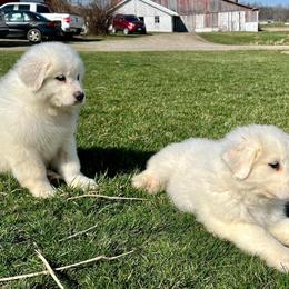 Great Pyrenees and Poodles from Storm Valley Puppies