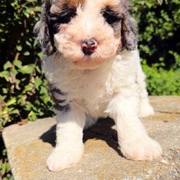 Latte - Merle male Bernedoodle puppy in Sherman, Illinois from Shirl Doodle Life