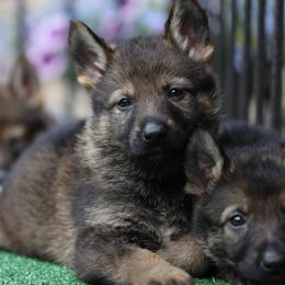 Winnie - Sable female German Shepherd puppy in Philippi, West Virginia from Vom Haus Highlands
