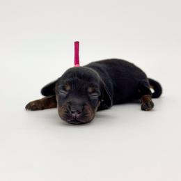 Willow - Black and tan female Dachshund puppy in Waddell, Arizona from Neu Doxies