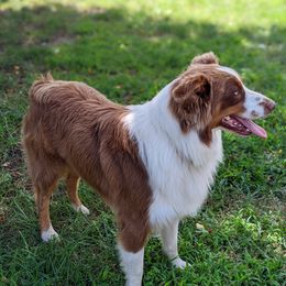 Copper - Australian Shepherd