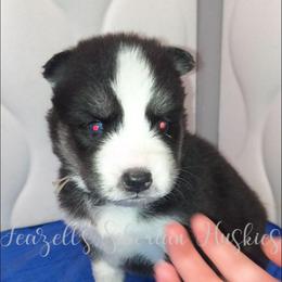 Nova - Sable and white female Siberian Husky puppy in Richland, Mississippi from Feazell’s Siberian Huskies