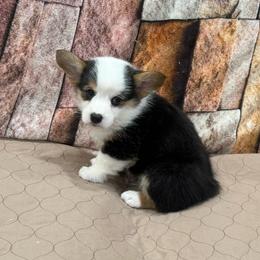 Boy 2 - Black and tan male Pembroke Welsh Corgi puppy in Visalia, California from VIP Stables