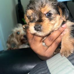 Simba - Black and tan male Yorkipoo puppy in Gastonia, North Carolina from Banks Dynasty Kennel