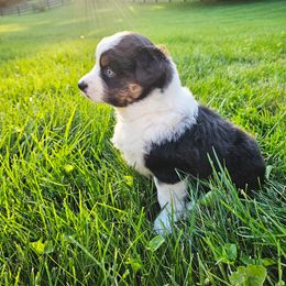 Australian Shepherd Puppies from Groveland's Haus of Aus