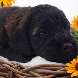 Orange - Sable male Goldendoodle puppy in Byron, Georgia from Southern Olive Doodles 🫒
