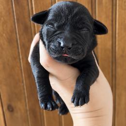 Liberty - Black female Labrador Retriever puppy in Tomahawk, Wisconsin from Mahner Labs