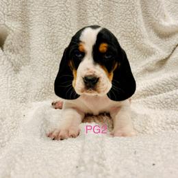 PG2 - Black tan and white female Basset Hound puppy in Britton, South Dakota from K&S Canines