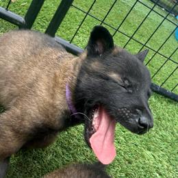 Purple Collar Female - Fawn sable female Belgian Malinois puppy in Boise, Idaho from Wings of Freedom Retrievers and Malinois