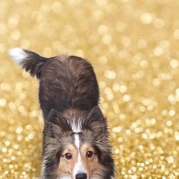 Lassie - Toy Shetland Sheepdog