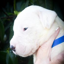 Blue collar ( Eros) - White male Dogo Argentino puppy in San Diego, California from Debonair Dogos