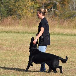 Cane Corso and German Shepherds from Cane Sportivo