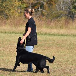 Cane Corso and German Shepherds from Cane Sportivo