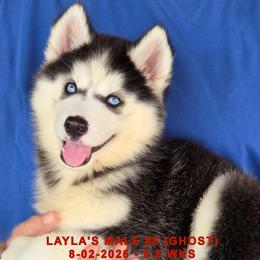LAYLA'S MALE 8 - Black and white male Siberian Husky puppy in Manilla, Iowa from Bruck's Siberian Huskies