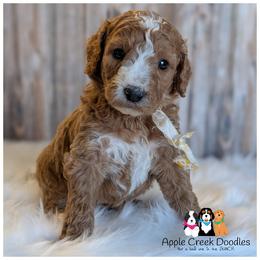 SATURN - - Apricot male Goldendoodle puppy in Jeddo, Michigan from Apple Creek Doodles
