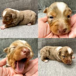 Red Merle female - Red merle female Toy Australian Shepherd puppy in Brooker, Florida from Honey, I Shrunk the Aussies