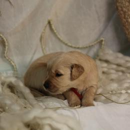 Golden Retriever Puppies from UnrivaledGoldens