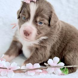 Pink collar - Red tri-color female Aussiedoodle puppy in 32046, Florida from River Hill Ranch