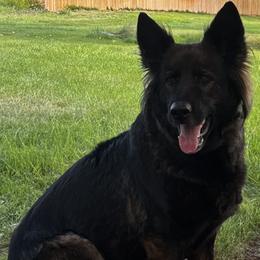 Nova - German Shepherd