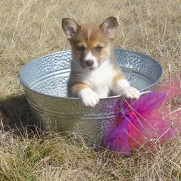 Pembroke Welsh Corgi Puppies from Loves Classic Corgis