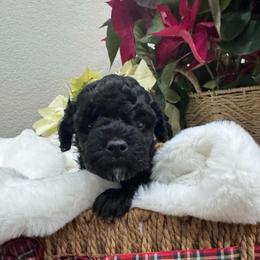 Luna - Black female Goldendoodle puppy in Oregon City, Oregon from Jessica's  Goldendoodle’s