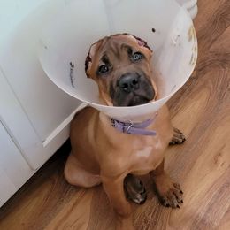 Caliber's Dazzle Miss Diva - Fawn Cane Corso puppy in Mount Sterling, Kentucky from Caliber Cane Corso
