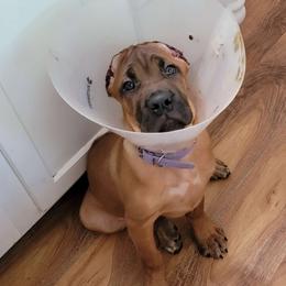 Caliber's Dazzle Miss Diva - Fawn Cane Corso puppy in Mount Sterling, Kentucky from Caliber Cane Corso