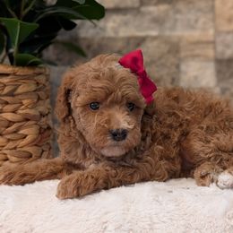 Bree - Red  female Poodle puppy in Salt Lake City, Utah from Utah Cocker Spaniels