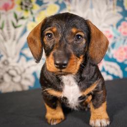 Dachshund Puppies from Shining A Lowriders & Co.