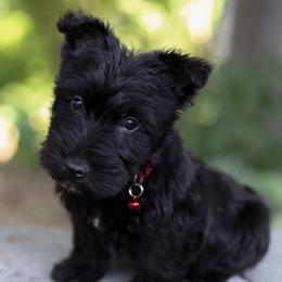 Fletcher - Black male Scottish Terrier puppy in Mount Joy, Pennsylvania from K&M Kennel