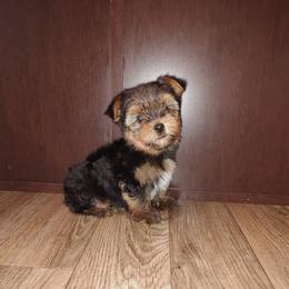Mickey - Black and tan male Yorkshire Terrier puppy in Lapeer, Michigan from Puppy Kisses