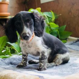 Oscar - Dachshund