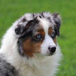 Secret - Miniature American Shepherd