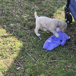 Poodle Puppies from Windy Oak Kennels