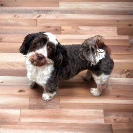 Jax - Havanese