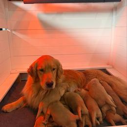 Girl - Golden female Golden Retriever puppy in Lake Stevens, Washington from Sound Golden Retrievers