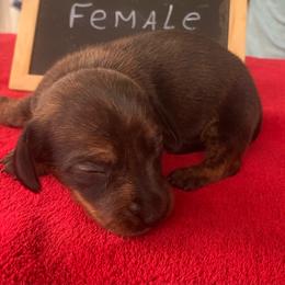 Ruby - Red female Dachshund puppy in Sharon Springs, New York from Show Us The Way Homestead