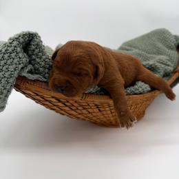 Boy 5 - Yellow male Labrador Retriever puppy in Burton, Michigan from Sunbrooke Acres