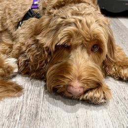 Australian Labradoodle puppies from Victoria Creek Australian Labradoodles
