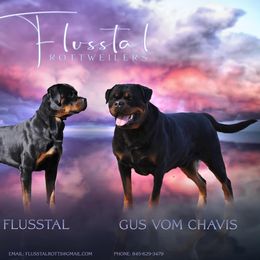 Rottweiler Puppies from Flusstal Rottweilers