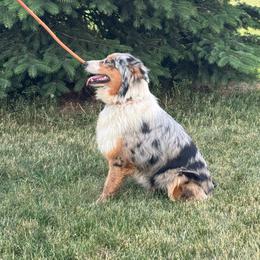 Leia - Blue merle female Australian Shepherd puppy in Rochelle, Illinois from Countryside Kennels and Aussies