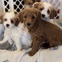 Goldendoodle All Grown Up from Scherrer Sweet Goldendoodles