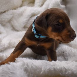 Light blue - Red and rust female Doberman Pinscher puppy in Lafayette, Louisiana from Indah Lux Dobermans