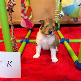 Jack - Sable and white male Collie puppy in Carencro, Louisiana from Cajun Bayou's Collies LLC