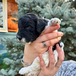 Abstract girl - Black and white female Bernedoodle puppy in Blue Springs, Missouri from Jeanie’s Doodles