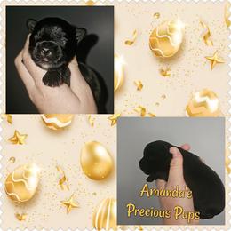 Kb black male - Black and tan male Yorkshire Terrier puppy in Wartburg, Tennessee from Amanda's Precious Pups