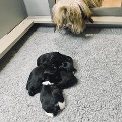 Havana Silk Dog Puppies from Joyful Heart Silks