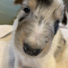 Collie Puppies from ColliesOklahoma